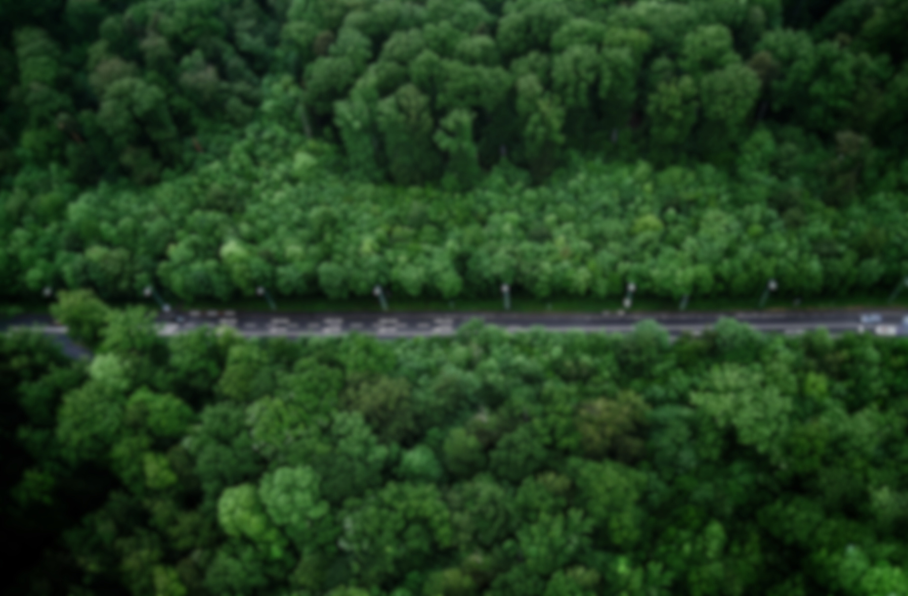 Bird's-eye View Photo of Road With Trees